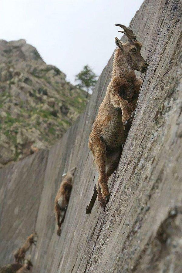 1. Düz duvara tırmanan dağ keçileri 👇