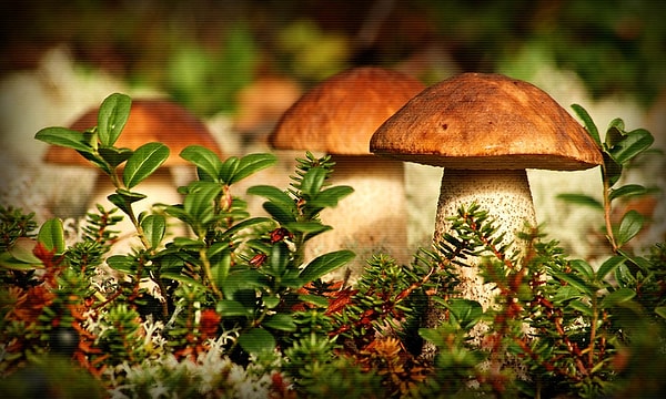 2. А какое название носит наука о грибах?