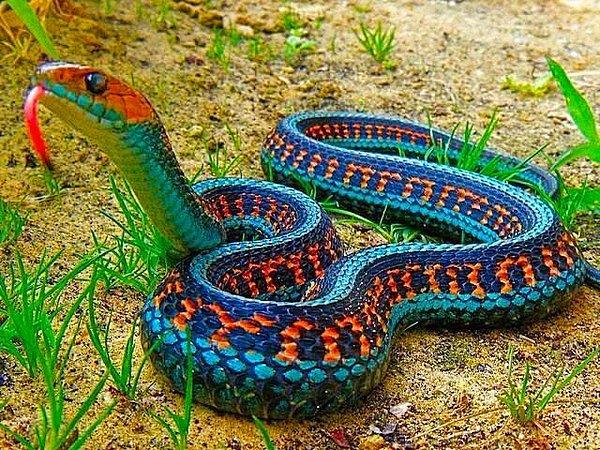 7. Tanışın: Thamnophis sirtalis sirtalis. Kendisi Kuzey Amerika'nın yerli ve renkli yılanlarından biri.