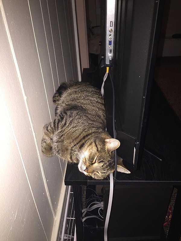 5. "Кот моего парня почему-то любит спать, уперевшись в стену"