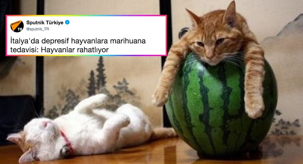 Yaptıkları Haberlere Kullandıkları Görsellerle Müthiş Uyum Yakalayanlardan 15 Güldüren Örnek