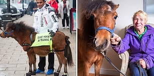 Köpeklerden Korkan Görme Engelli Genç İçin İngiltere'nin İlk Rehber Atı Olacak Digby ile Tanışın!