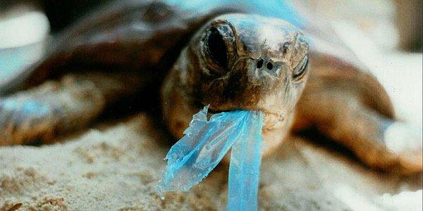 Deniz kaplumbağası türleri de plastik atıklardan etkileniyor.