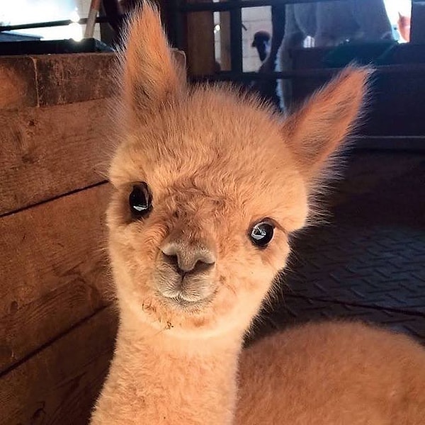 2. Малыш лама 😍