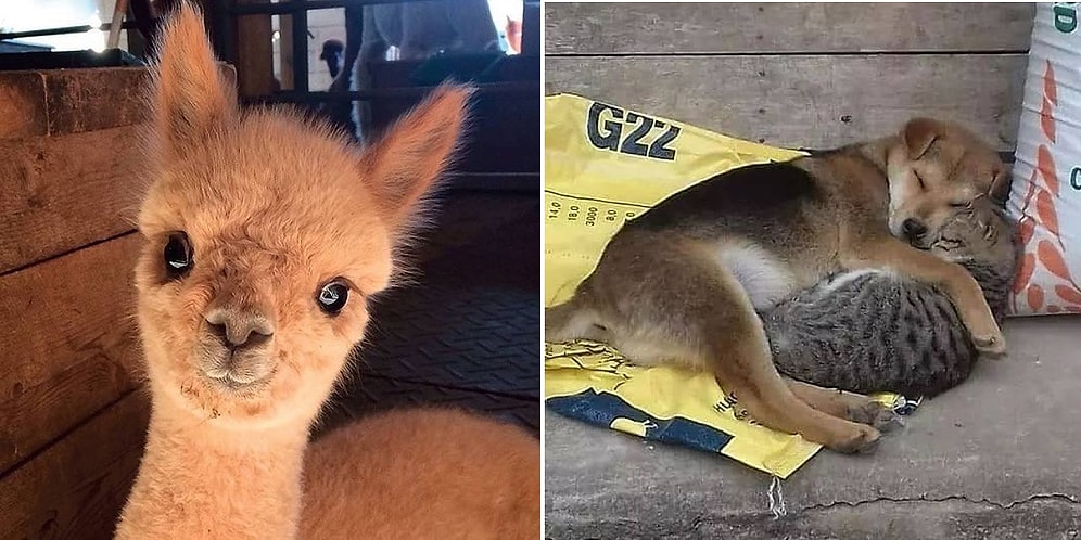 Милые фотки и гифки, которые "добавят солнышка" в ваш день