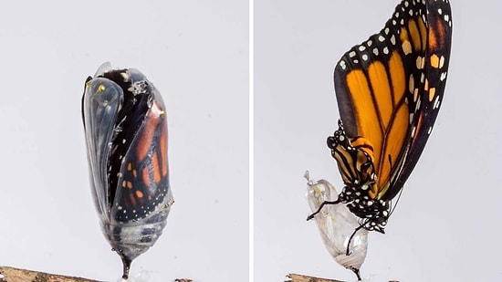 Kral Kelebeğinin Time Lapse Olarak İzleyeceğiniz Muhteşem Başkalaşım Süreci
