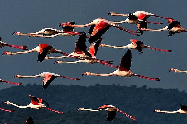 6. На очереди вопрос из теста PISA! Как лучше всего объяснить связь перелета мигрирующих птиц группами с эволюцией?