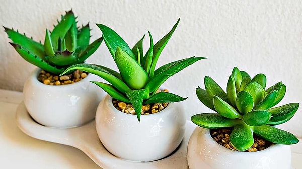 1. Начнем, пожалуй, вот с чего. Как там поживают ваши комнатные растения?