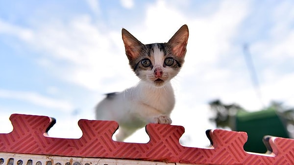 İnsanların ve köpeklerin girmemesi için sadece kedilerin giriş çıkış yapabileceği kapılarla korunan park, aynı zamanda da hayvanlara zarar gelmemesi için güvenlik kameralarıyla izleniyor.