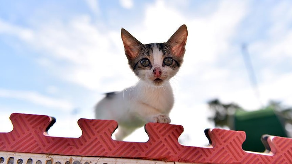 Beslenme, Konaklama ve Oyun: Mersin'in 'Miyav Park'ı 100 Binden Fazla Kedi İçin Saadet Yuvası