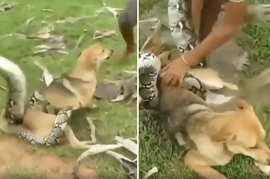 Devasa Yılanın Boğmaya Çalıştığı Köpeği Kurtaran Cesur Çocuklar