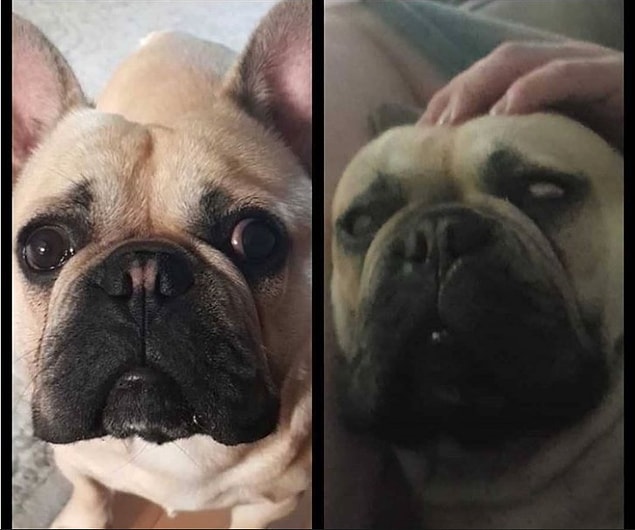 8. ''Köpeğimiz tam olarak bu kadar sevimli.''