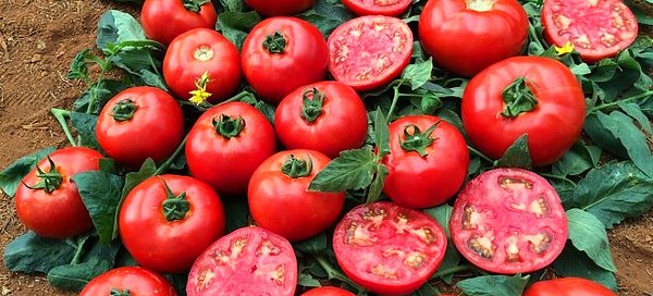 Dünya olarak 15. yüzyılda Amerika'nın keşfiyle tanıştık domatesle, öncesinde dünyanın neredeyse yarısı bihaberdi.