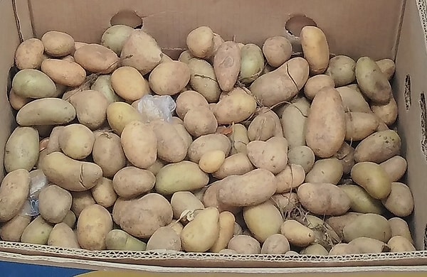 10. Сколько килограммов картошки можно было купить за рубль?