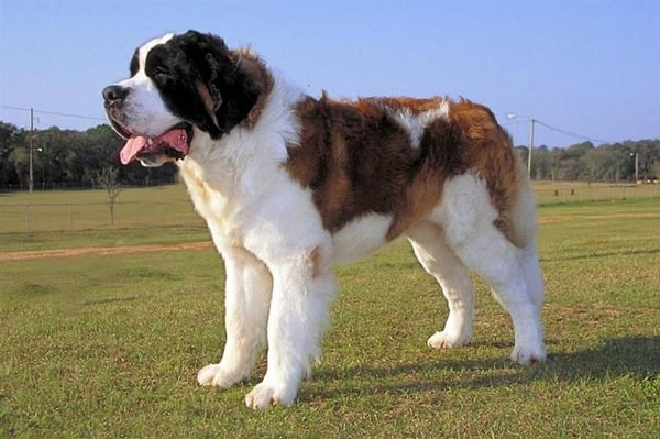 5. Как думаешь, в каком фильме снимался этот песик?