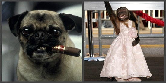 Тест: Угадайте, из каких фильмов эти животные