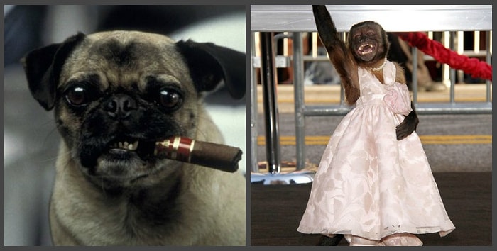 Тест: Угадайте, из каких фильмов эти животные