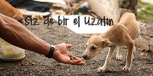 Bir An Evvel Ülkemizde de Uygulansın! Başka Ülkelerde Var Olan 16 Hayvan Koruma Yasası