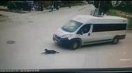 İnsanlık Adına Yine Utandık: Yolda Uyuyan Köpeği Ezen Servis Şoförü Arkasına Bile Bakmadı