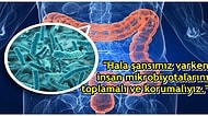 Nuh'un Gemisi Ruhu Yeniden! Bilim İnsanlarından Çığır Açacak Nitelikte Bir Araştırma: Mikrobiyota Deposu