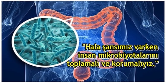 Nuh'un Gemisi Ruhu Yeniden! Bilim İnsanlarından Çığır Açacak Nitelikte Bir Araştırma: Mikrobiyota Deposu