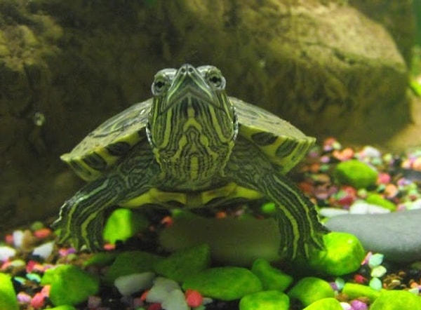 Вы черепаха!