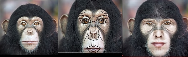 Бонус: обезьяна! :)