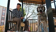 İşkence Edildikten Sonra Ölüme Terk Edilen Köpek Şimdi Görme Engellilere Rehberlik Ediyor!