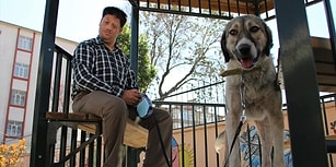 İşkence Edildikten Sonra Ölüme Terk Edilen Köpek Şimdi Görme Engellilere Rehberlik Ediyor!