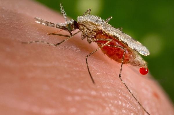 8. Bazı verilere göre insanlık tarihi boyunca milyonlarca insan sıtma yüzünden ölmüş.
