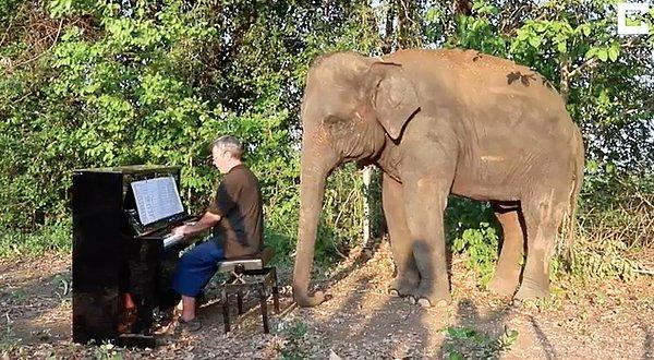 Fakat diğer gönüllüler gibi dışkı temizlemek, yem ve su dağıtmak yerine alternatif bir yol aramış. İşte bu sırada kafasında piyanosunu alıp fillere müzik çalma fikri oluşmuş.