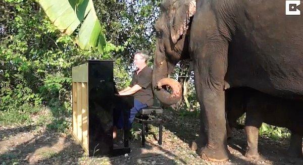 "Elephants World'de ilk kez piyano çaldığımda, orada tesadüfen Plara adındaki görme engelli fil dolanıyordu."