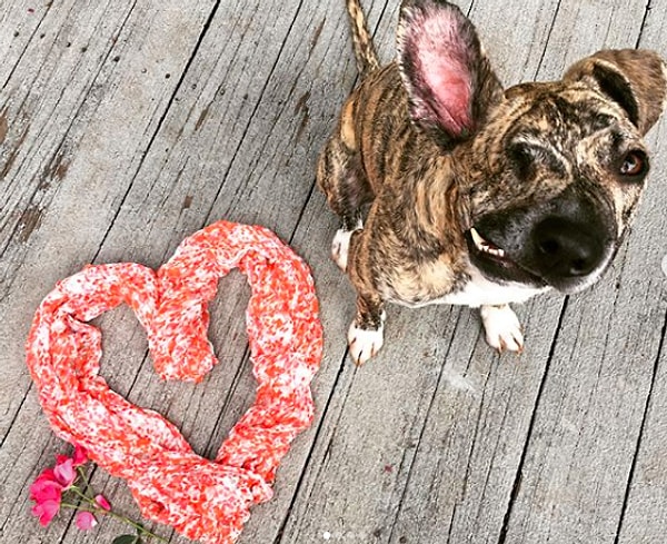 Скуиш был самой дружелюбной собакой, которую когда-либо видели в приюте: он пытался лизнуть каждого, и даже в том состоянии он был очень жизнерадостным.