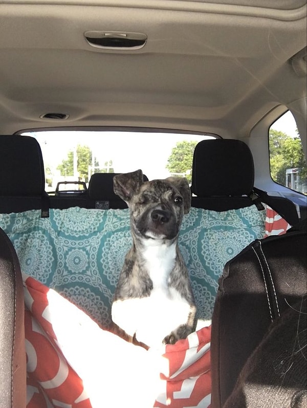 Если бы врачи приняли решение об операции, у них появился бы шанс хоть немного, но вернуть функцию челюсти, однако вероятность того, что собака выживет была очень мала. Кроме того, не было уверенности, что пса кто-то заберет из приюта.