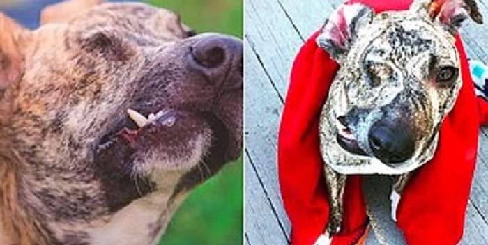 Песик Скуиш с изувеченной мордой выжил благодаря любви и заботе