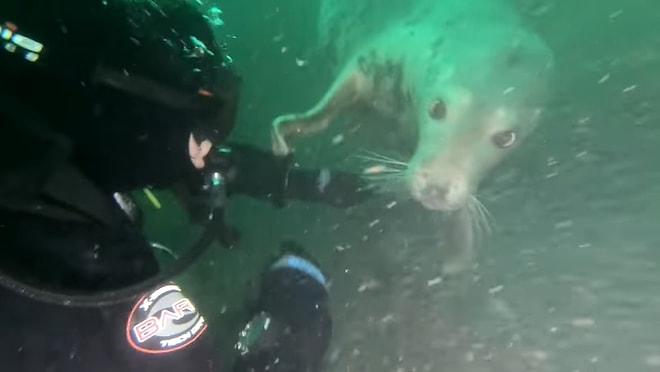 Fokların Aslında Köpeklerin Deniz Versiyonu Olduğunu Kanıtlayan Aşırı Sevimli Görüntüler