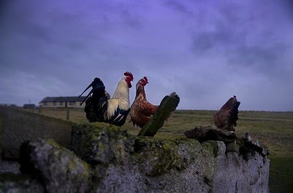 8. Если петух снёс яйца на крыше, то как они оттуда скатятся?