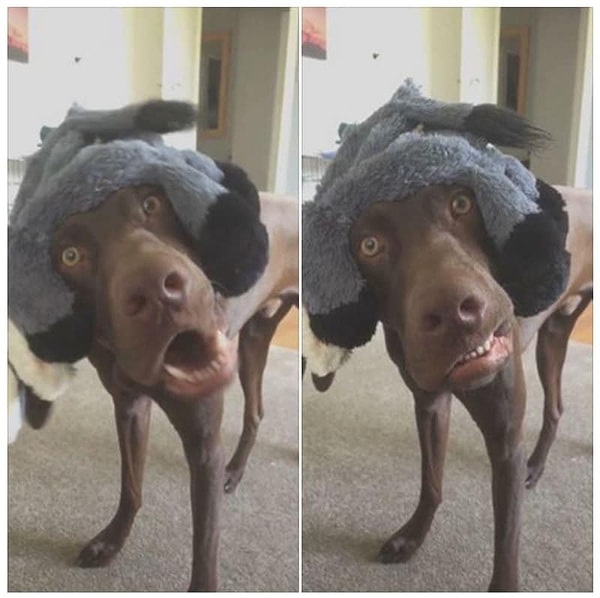 1. «Я что, просил шапку?»