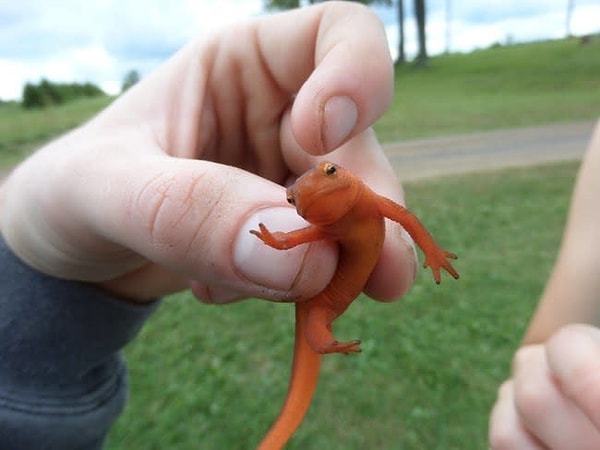 15. «На этом позволь мне тебя остановить»