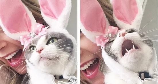 17 страдающих животных, которых все достало до чертиков: вы будете хохотать