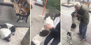 3 Yıl Sonra İnsan Dostuna Kavuşan Köpeğin Mutluluktan Havalara Uçtuğu Efsane Anlar