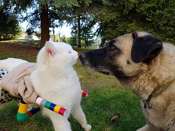 Eren Koca Kafa'nın köpeklerle ilgili travması olmadığını söylüyor ve ekliyor, "Bu durum onun ne kadar güçlü olduğunu gösteriyor. Haçi ile çok iyi anlaşıyorlar, dostlukları beni çok mutlu ediyor."