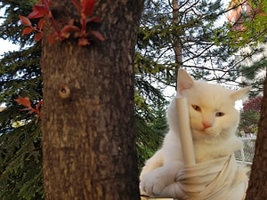 Felçli Kedi Tuvalet Yaptırma