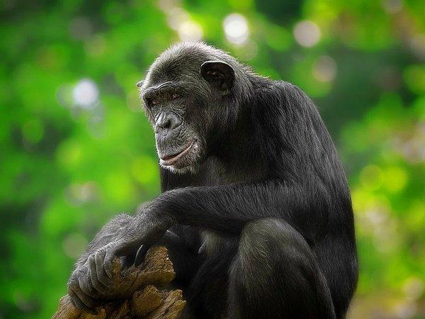 Aslında şempanzeler barışçıl canlılardır. Sürekli neşeli görünürler ve birilerine zarar verebilecekleri pek düşünülmez.