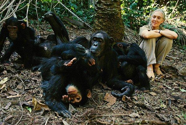 Şempanzeler elbette olayların ardından basın açıklaması yapmadı ya da röportaj vermedi. Zaten bu savaşın varlığını ve detaylarını en başından beri onları gözlemleyen Jane Goodall’a borçluyuz.