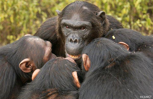 4 yılın sonunda Kasakela şempanzeleri tüm Kahama üyelerini öldürmüştü. İki taraf da saldırılarında tıpkı insanlar gibi keskin taşlar kullandı.