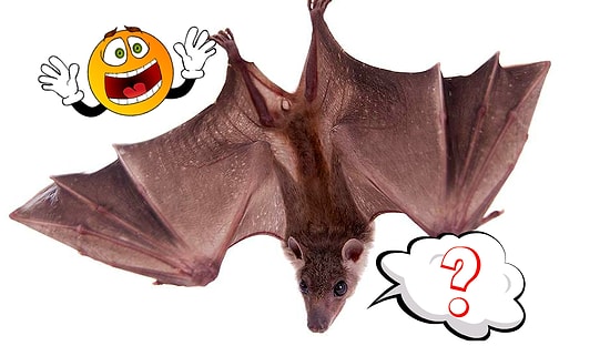 Тест "Что сказала летучая мышь?", который исследует самые тайные уголки вашего подсознания