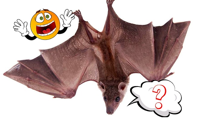 Тест "Что сказала летучая мышь?", который исследует самые тайные уголки вашего подсознания