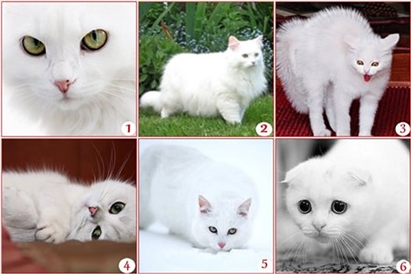 Выберите кошку: