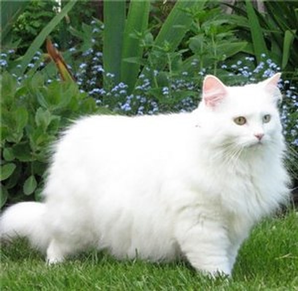 Задумчивая кошка